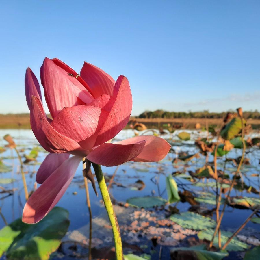 Biboohra Wild Nature Lodge, Mareeba Wetlands מראה חיצוני תמונה