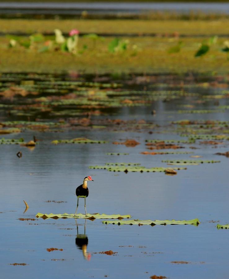 Biboohra Wild Nature Lodge, Mareeba Wetlands מראה חיצוני תמונה