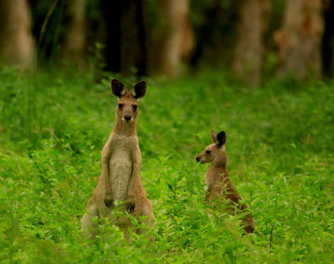 Biboohra Wild Nature Lodge, Mareeba Wetlands מראה חיצוני תמונה