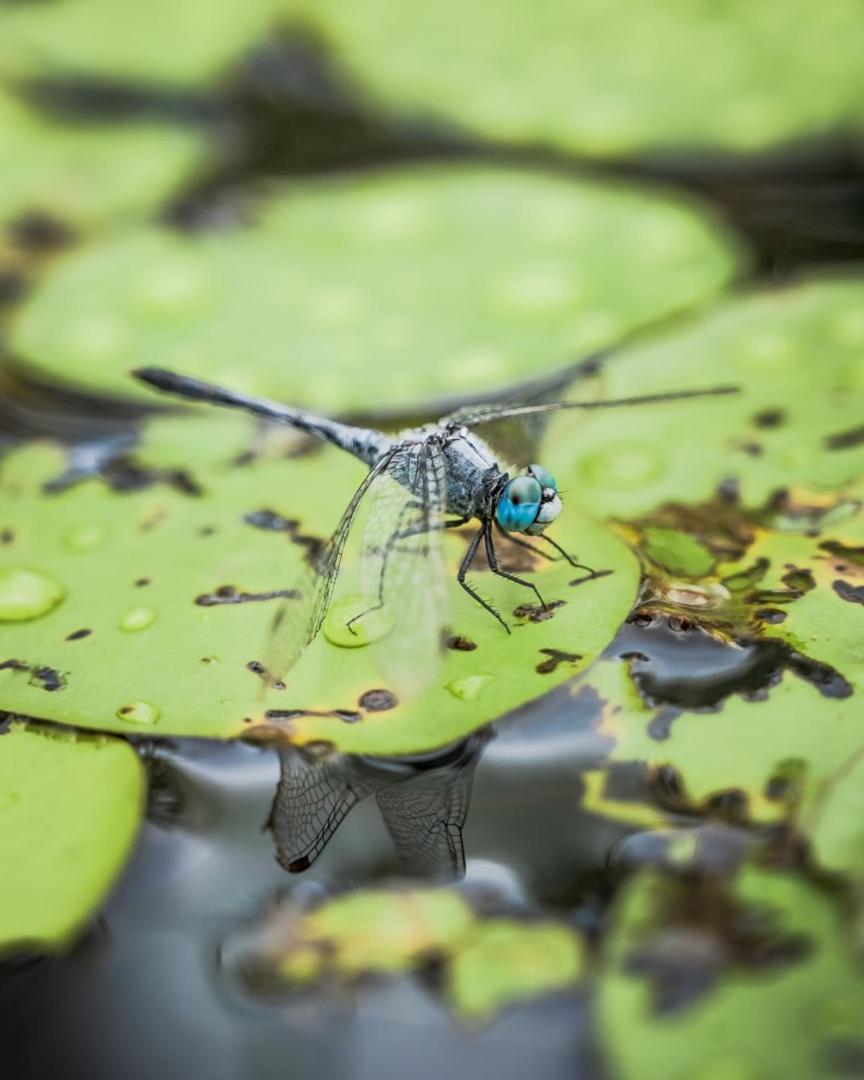 Biboohra Wild Nature Lodge, Mareeba Wetlands מראה חיצוני תמונה